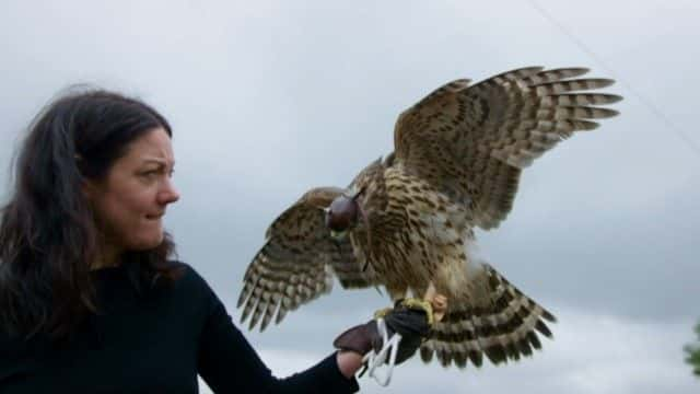 ¼ƬH ӥ (BBC) H is for Hawk (BBC)1080P-Ļ/Ļ