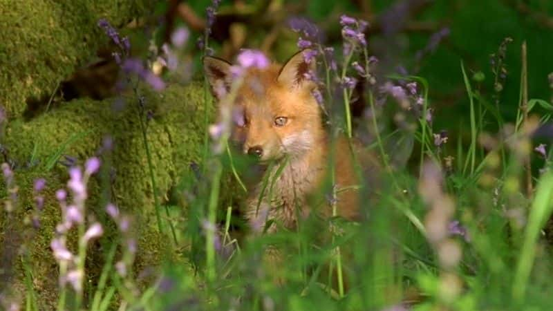 ¼Ƭʥߣ¶һ (BBC) Earth Pilgrim: A Year on Dartmoor (BBC)ȫ1-Ļ/Ļ