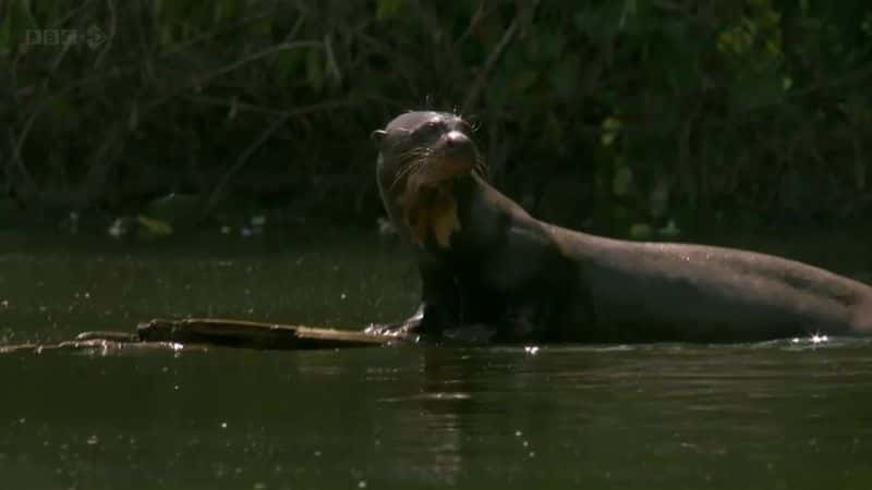 ¼Ƭѷˮ̡ Giant Otters of the Amazonȫ1-Ļ/Ļ