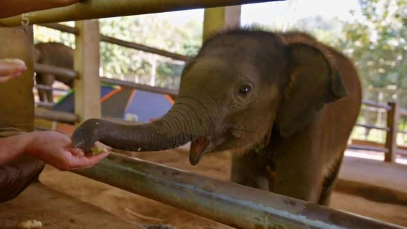 ¼ƬҽԺ Elephant Hospital1080Pȫ1-Ļ/Ļ