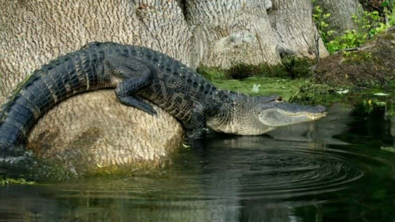 ¼Ƭ (BBC) Florida: America's Animal Paradise (BBC)1080Pȫ1-Ļ/Ļ