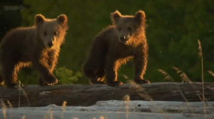 ¼Ƭ˹ӻܶ Grizzlies of Alaskaȫ1-Ļ/Ļ