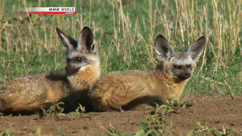 ¼ƬΣյĶ䣺 An Ear for Danger: Bat-Eared Foxȫ1-Ļ/Ļ