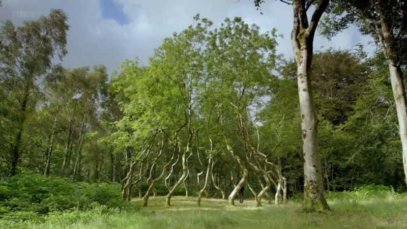 ¼ƬҰգȻ Forest Field and Sky: Art out of Nature1080Pȫ1-Ļ/Ļ