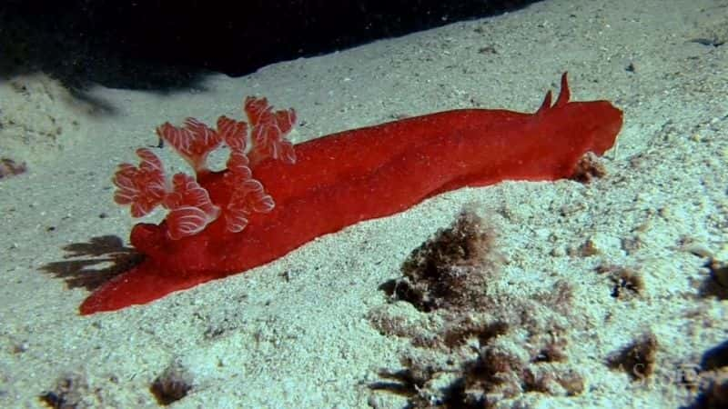 ¼Ƭĺ - ڹлظۿǱˮ Glowing Seas - Diving at Hatshepsut's HarbourĻ/Ļ