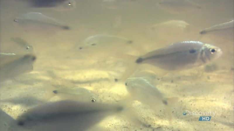 ¼Ƭɳӿ Fish Springing from Sand DunesĻ/Ļ