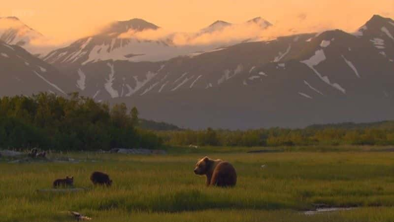 ¼Ƭ˹ӻܶ (BBC 1080p) Grizzlies of Alaska (BBC 1080p)1080Pȫ1-Ļ/Ļ