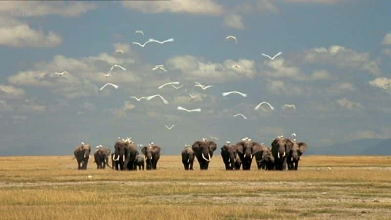 ¼ƬһͷĴ (BBC) Echo: An Unforgettable Elephant (BBC)ȫ1-Ļ/Ļ