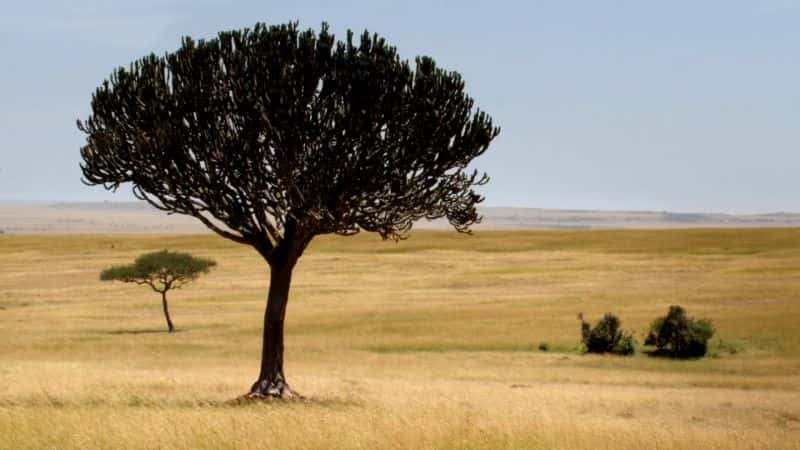 ¼ƬԲԭ Glorious Grasslands1080P-Ļ/Ļ