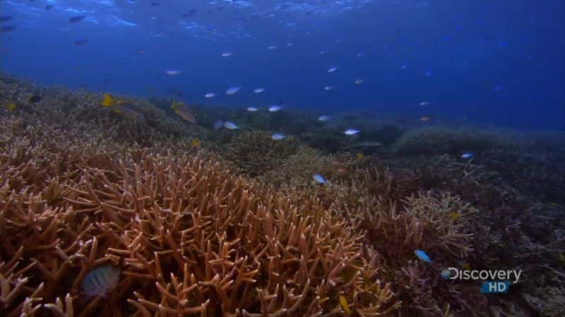 ¼Ƭ󱤽 (DC) Great Barrier Reef (DC)Ļ/Ļ