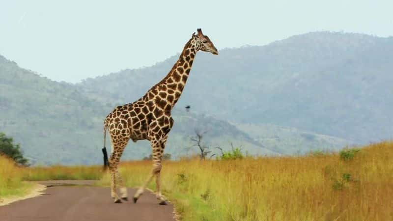 ¼Ƭ¹ () Giraffe (Ch4)ȫ1-Ļ/Ļ