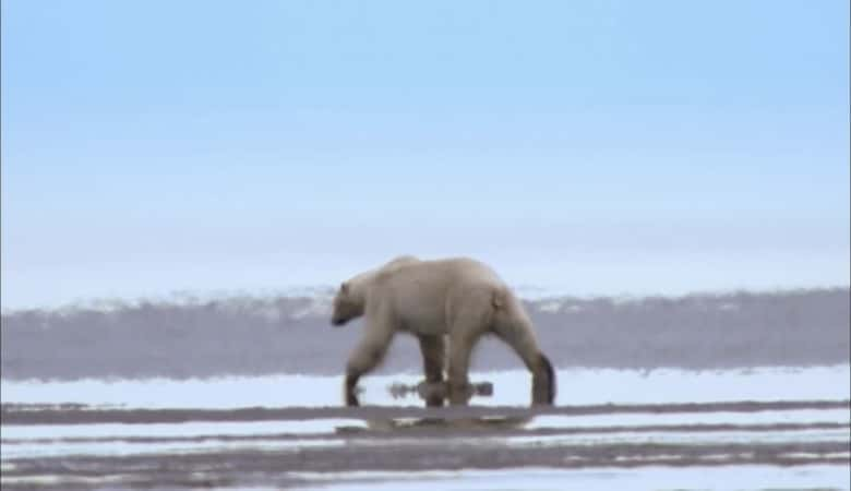 ¼Ƭΰıʢ The Great Polar Bear FeastĻ/Ļ