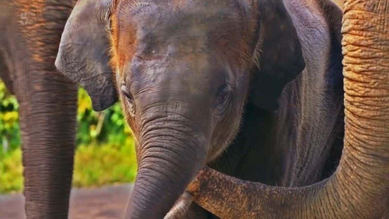 ¼ƬҽԺ Elephant Hospital1080Pȫ1-Ļ/Ļ