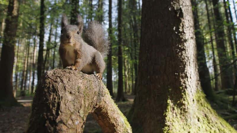 ¼Ƭ裺Ĺ Going Nuts: Tales from Squirrel World1080P-Ļ/Ļ