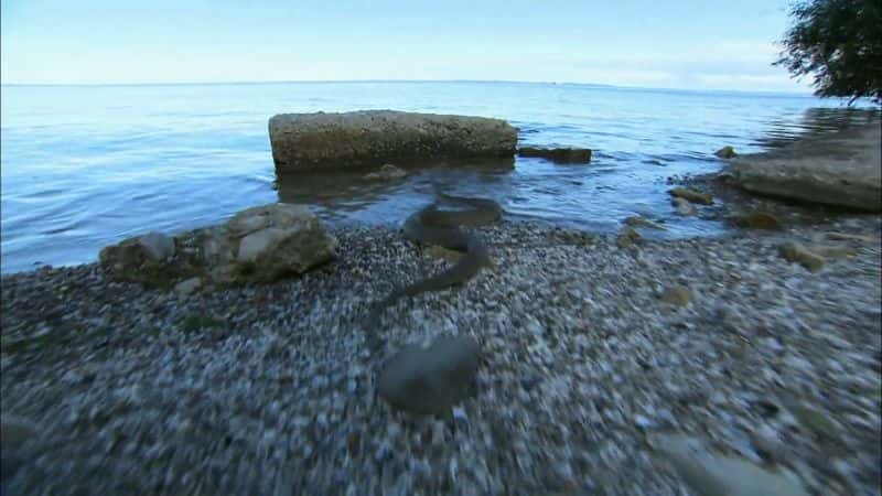 ¼ƬҰϵ 1 Great Lakes Wild: Series 11080P-Ļ/Ļ