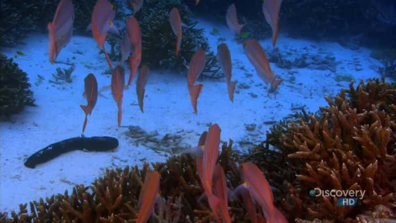 ¼Ƭ󱤽 (DC) Great Barrier Reef (DC)Ļ/Ļ