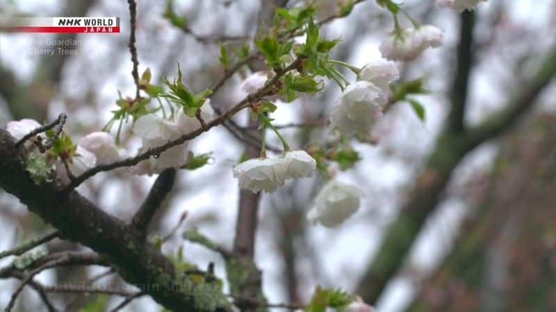 ¼Ƭӣػ The Guardian of Cherry Treesȫ1-Ļ/Ļ