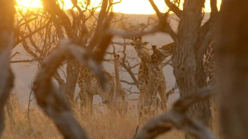 ¼Ƭ¹ľ (BBC 1080p) Giraffes: Africa's Gentle Giants (BBC 1080p)1080Pȫ1-Ļ/Ļ