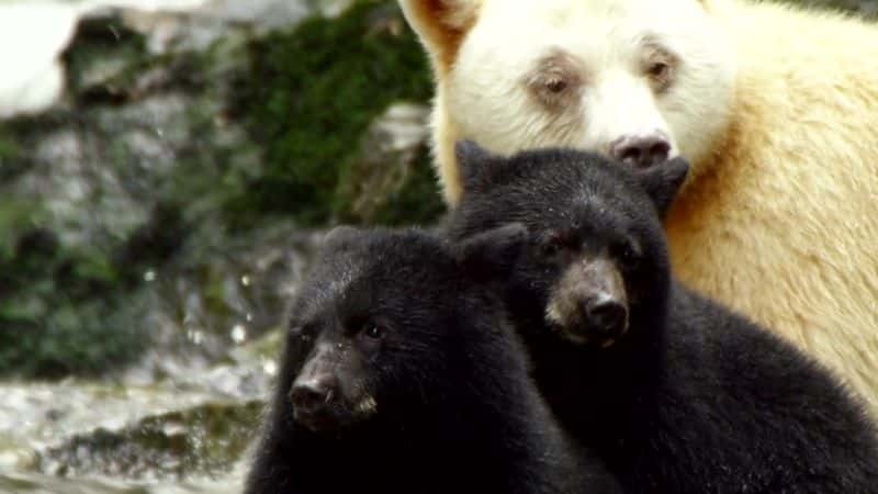 ¼Ƭܼ Ghost Bear Familyȫ1-Ļ/Ļ