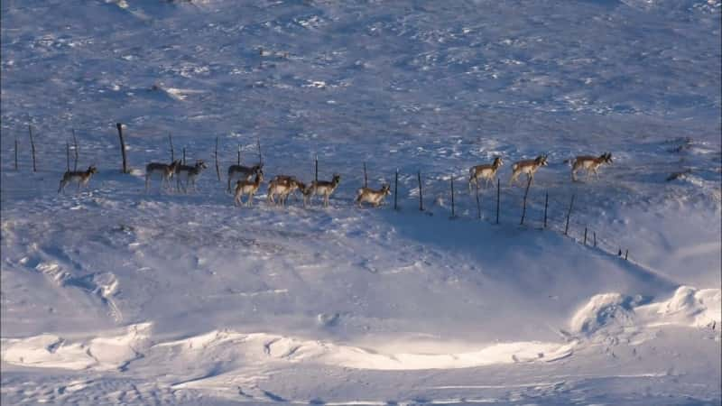 ¼Ƭƽԭ֮ȥĻҰ Great Plains: America's Lingering WildĻ/Ļ