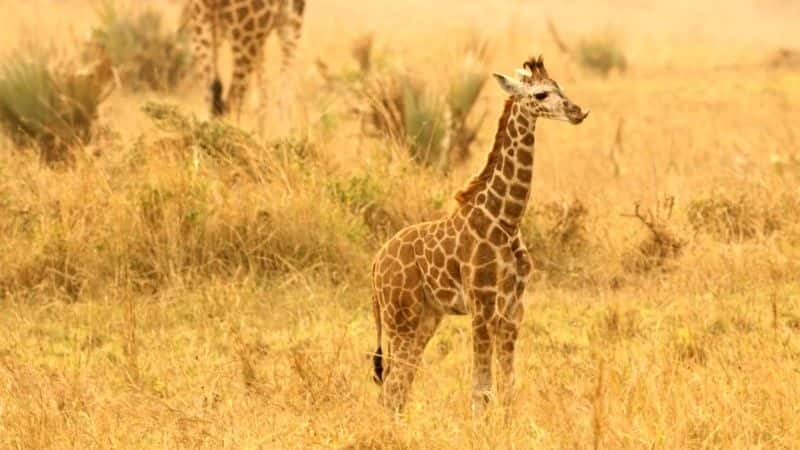 ¼Ƭ¹ľ (BBC 1080p) Giraffes: Africa's Gentle Giants (BBC 1080p)1080Pȫ1-Ļ/Ļ