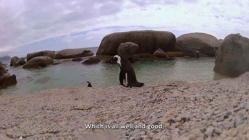 ¼ƬӪϵ1 The Great Penguin Rescue Series 11080P-Ļ/Ļ