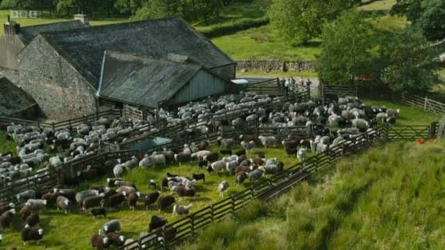 ¼Ƭɽۼ (BBC) The Great Mountain Sheep Gather (BBC)1080Pȫ1-Ļ/Ļ