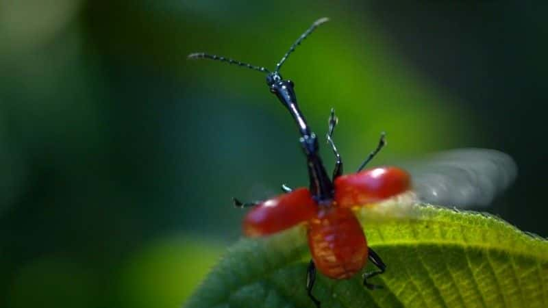 ¼Ƭϵȴ Earth's Tropical Islandsȫ3-Ļ/Ļ