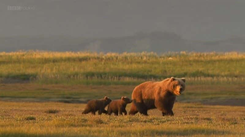 ¼Ƭ˹ӻܶ (BBC 1080p) Grizzlies of Alaska (BBC 1080p)1080Pȫ1-Ļ/Ļ