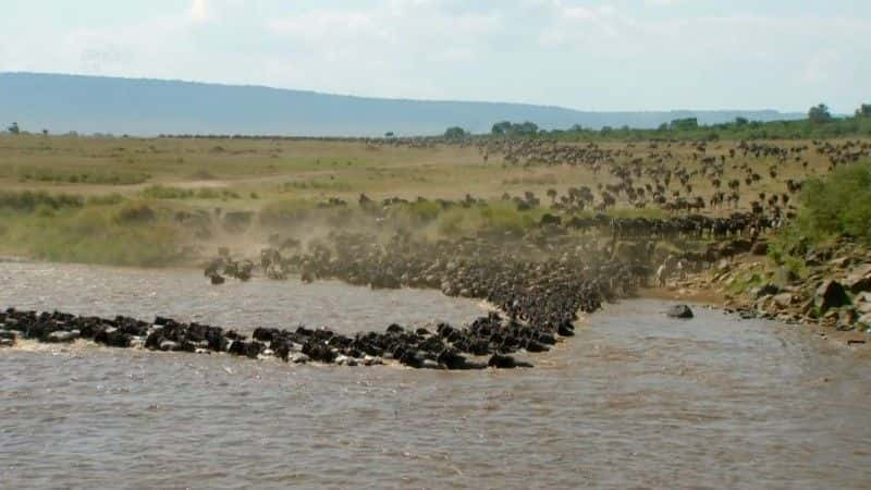 纪录片《非洲大迁徙 The Great African Migration》[无字] [BT][DVD画质]资源下载