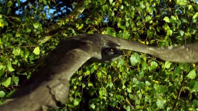 ¼ƬH ӥ (BBC) H is for Hawk (BBC)1080P-Ļ/Ļ