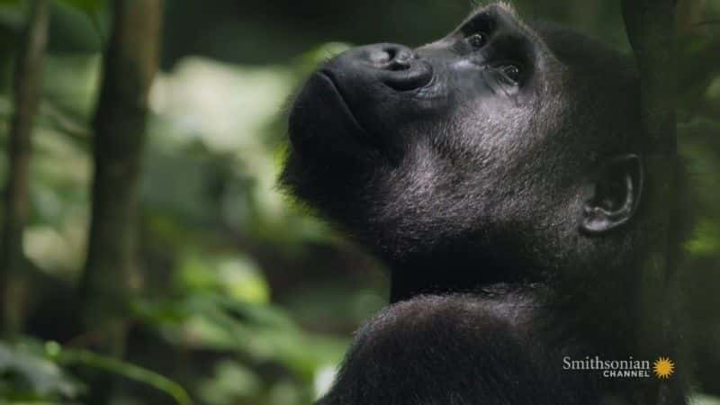 纪录片《加蓬大猩猩 Gorillas of Gabon》[无字][BT][720P]资源下载