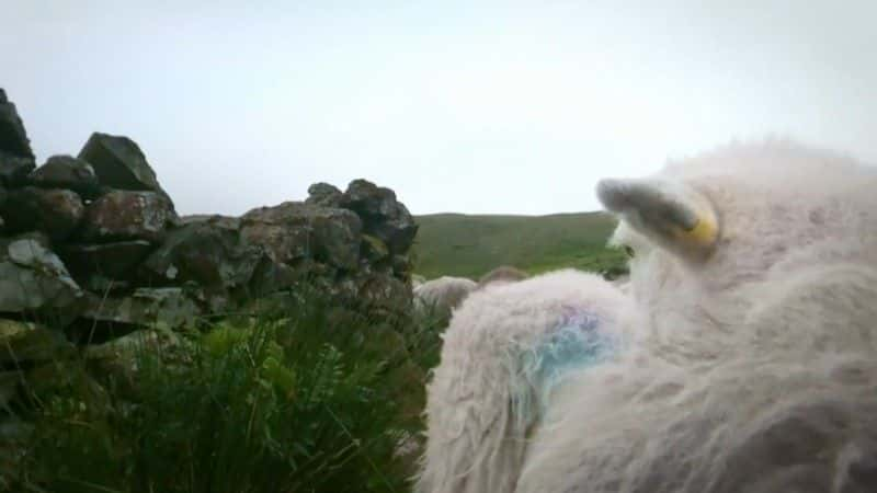 ¼Ƭɽۼ The Great Mountain Sheep GatherĻ/Ļ