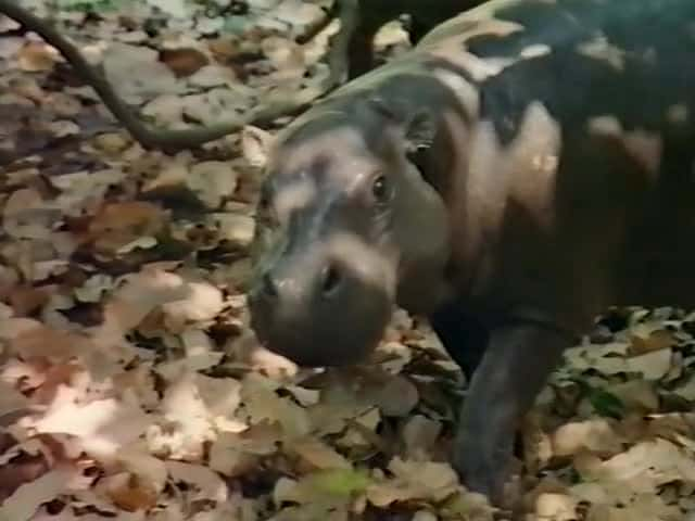 ¼Ƭ٪ħɭ The Enchanted Forest of the Pygmy HippopotamusĻ/Ļ