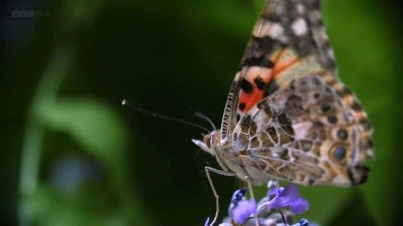 ¼Ƭð (BBC 1080p) The Great Butterfly Adventure (BBC 1080p)1080Pȫ1-Ļ/Ļ