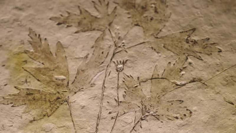 ¼ƬʯɾȻصı Fossil Wonderlands: Nature's Hidden Treasuresȫ3-Ļ/Ļ