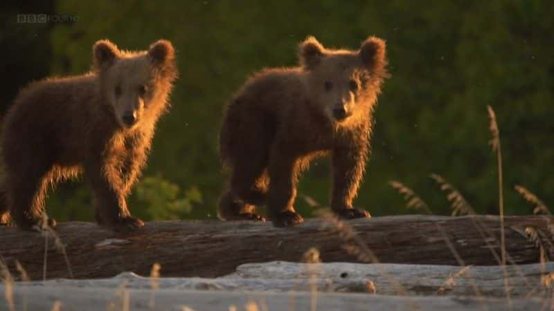 ¼Ƭ˹ӻܶ (BBC 1080p) Grizzlies of Alaska (BBC 1080p)1080Pȫ1-Ļ/Ļ