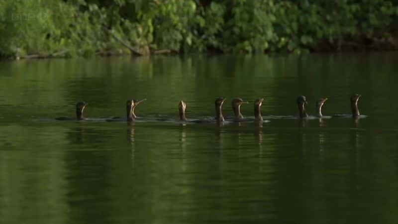 ¼Ƭѷˮ̡ Giant Otters of the Amazonȫ1-Ļ/Ļ