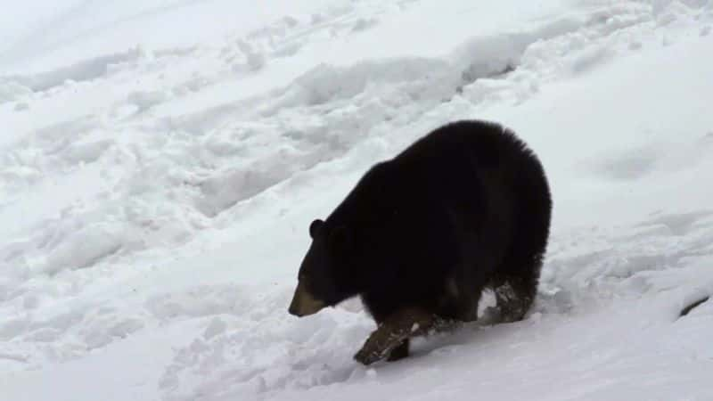 ¼Ƭ̽ռңѨڲ Explorer: Inside the Bears Den1080P-Ļ/Ļ