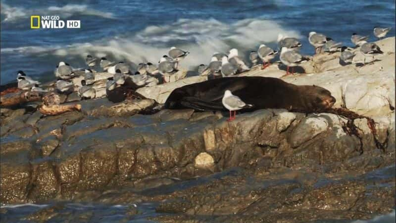 ¼Ƭ֮ս Fur Seals: Battle for SurvivalĻ/Ļ