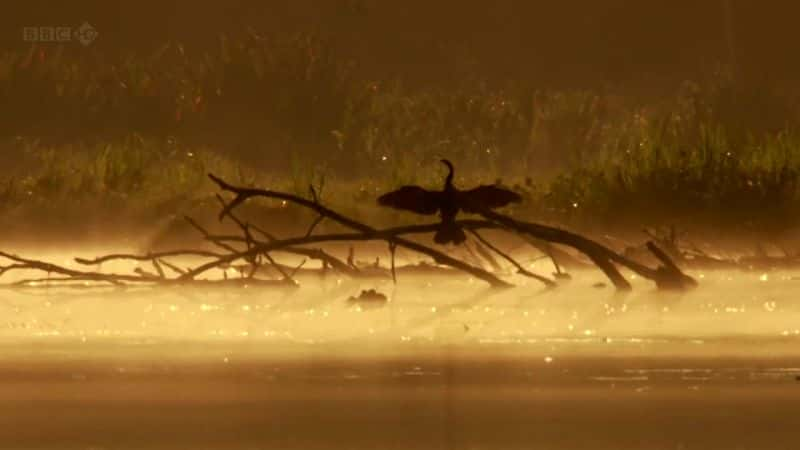 ¼Ƭѷˮ̡ Giant Otters of the Amazonȫ1-Ļ/Ļ