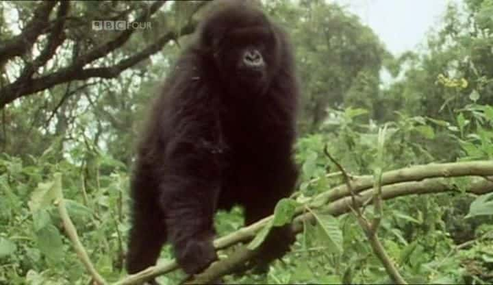 纪录片《重温大猩猩（BBC） Gorillas Revisited ( BBC )》[无字] [BT][DVD画质]资源下载