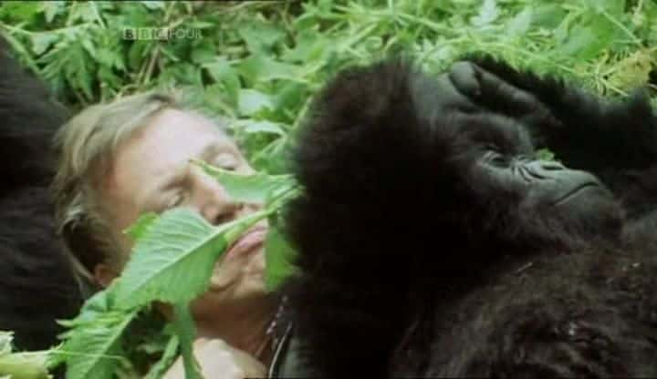 ¼Ƭ´ɣBBC Gorillas Revisited ( BBC )ȫ1-Ļ/Ļ