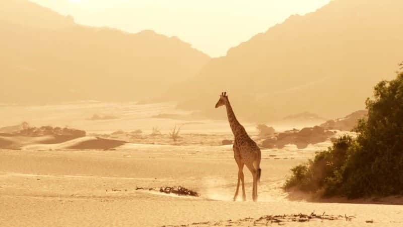 ¼Ƭ¹ľ (BBC 1080p) Giraffes: Africa's Gentle Giants (BBC 1080p)1080Pȫ1-Ļ/Ļ