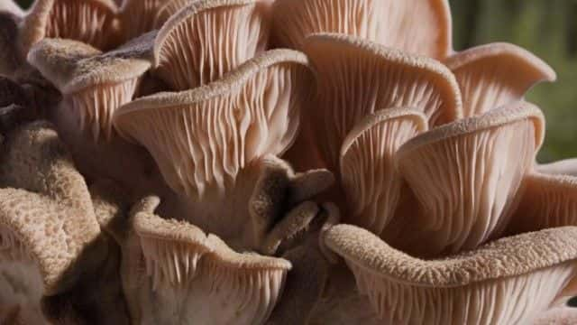 ¼Ƭ Fantastic Fungi1080Pȫ1-Ļ/Ļ