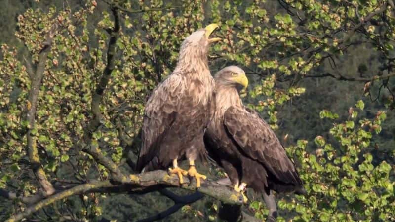 ¼ƬӥŮ Eagle: Queen of the Skies1080P-Ļ/Ļ