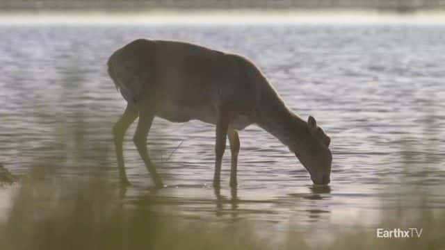 纪录片《埃琳娜和赛加羚羊 Elena and the Saiga》[无字][BT][720P]资源下载