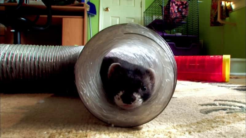 ¼Ƭѩ׷׿Խ Ferrets: The Pursuit of ExcellenceĻ/Ļ