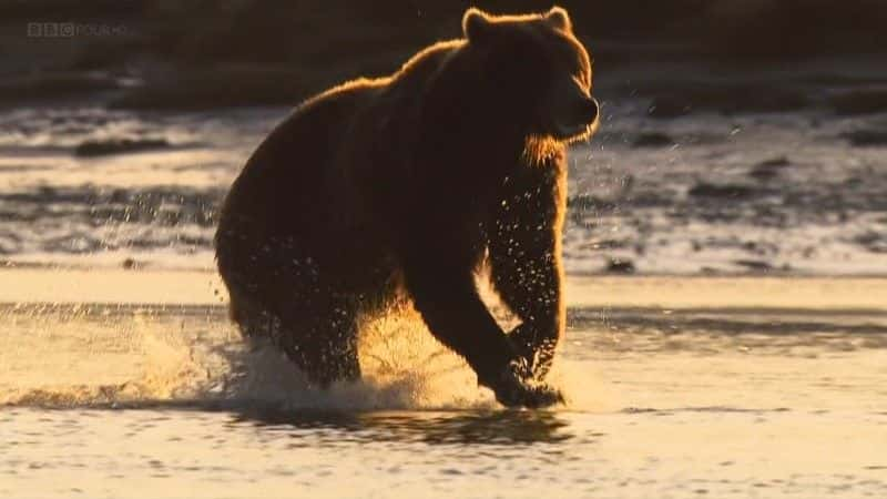 ¼Ƭ˹ӻܶ (BBC 1080p) Grizzlies of Alaska (BBC 1080p)1080Pȫ1-Ļ/Ļ