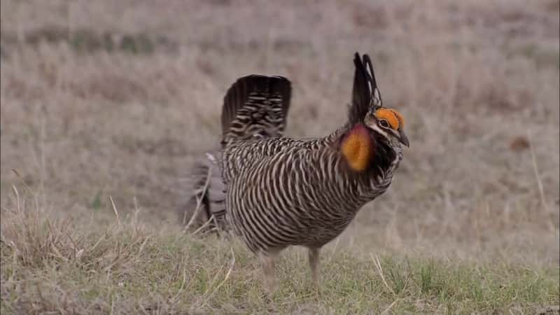 ¼Ƭƽԭ֮ȥĻҰ Great Plains: America's Lingering WildĻ/Ļ